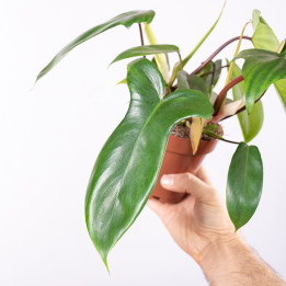 Filodendron 'Florida' | Tomaszewski