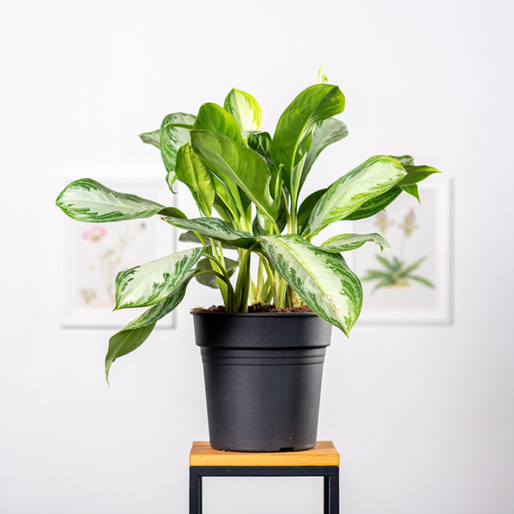 Aglaonema 'Silver Bay' | Tomaszewski