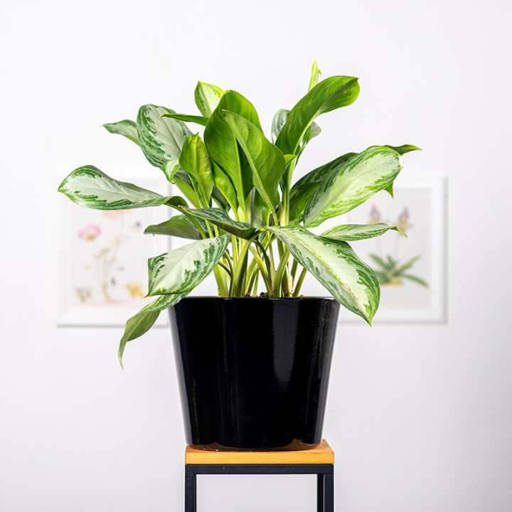 Aglaonema 'Silver Bay' | Tomaszewski