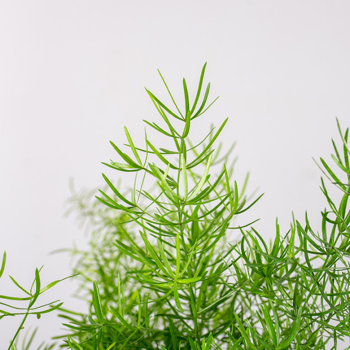 Asparagus 'Sprengeri' | Tomaszewski