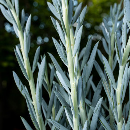 Senecio 'Mount Everest' | Tomaszewski