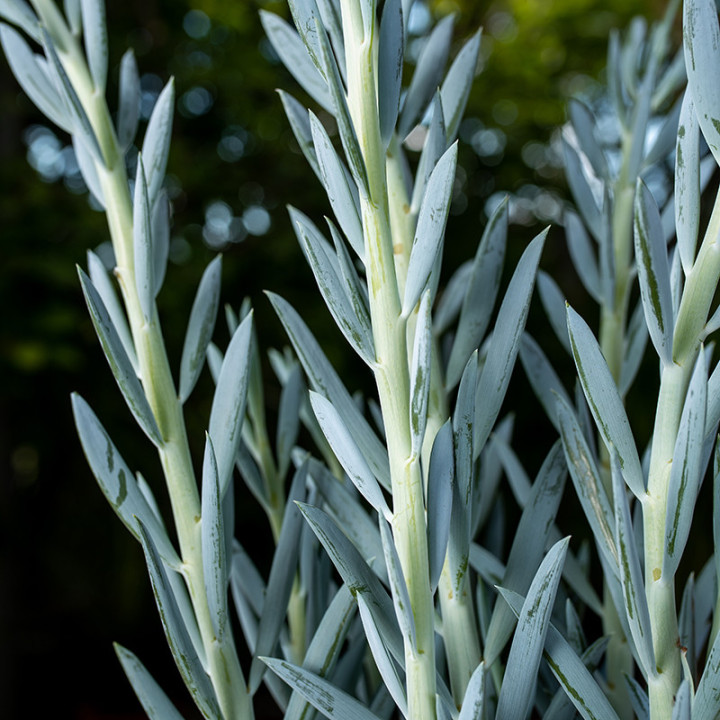 Senecio 'Mount Everest' | Tomaszewski