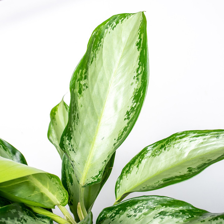 Aglaonema 'Cleopatra' | Tomaszewski