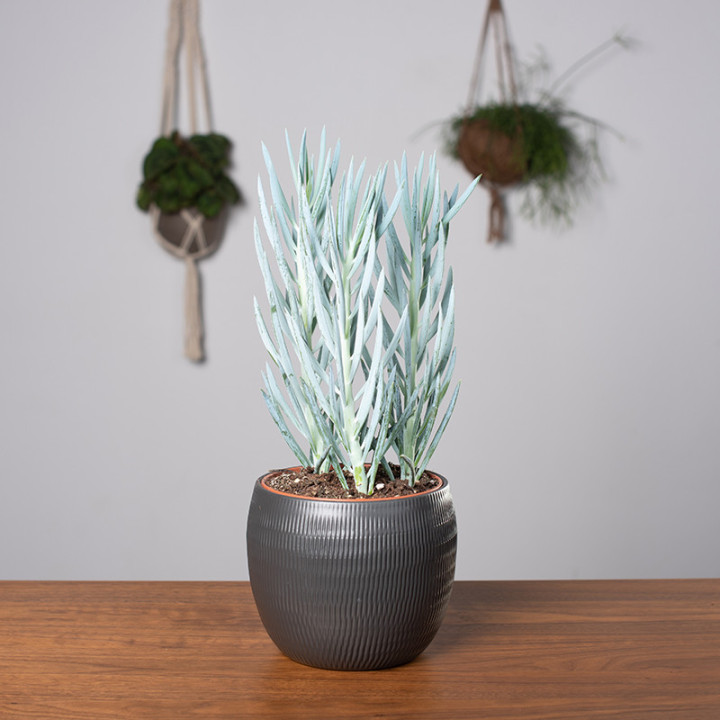 Senecio 'Mount Everest' | Tomaszewski