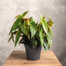 Begonia 'Double Dot' | Tomaszewski