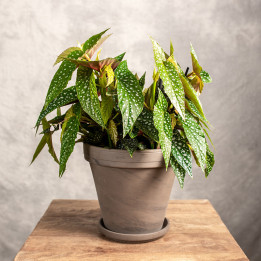 Begonia 'Double Dot' | Tomaszewski