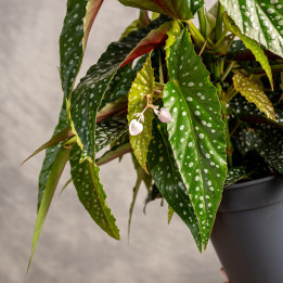 Begonia 'Double Dot' | Tomaszewski