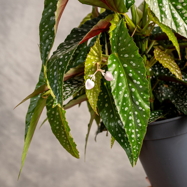 Begonia 'Double Dot' | Tomaszewski