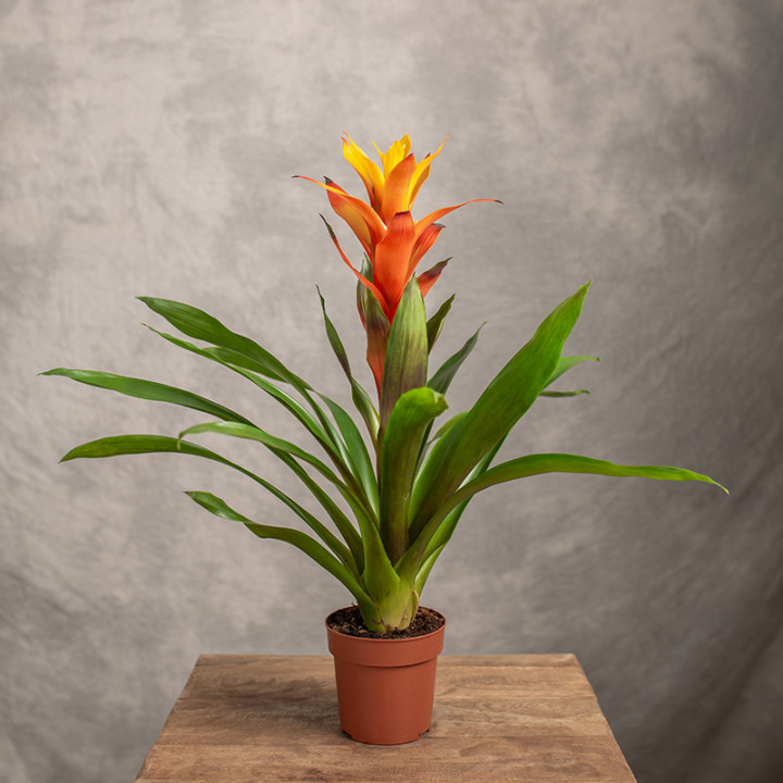 Guzmania 'Sunnytime' | Tomaszewski