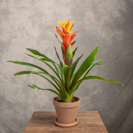 Guzmania 'Sunnytime' | Tomaszewski