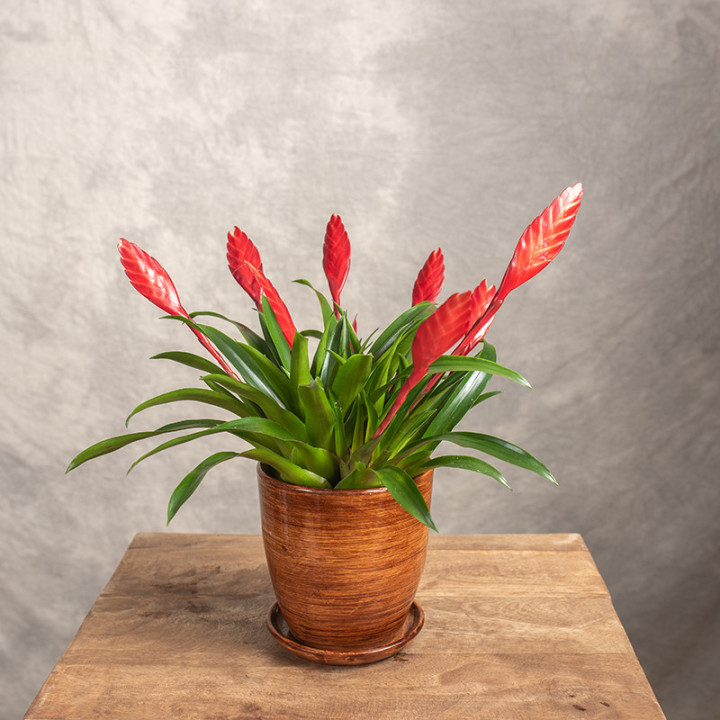 Frizea 'Conchita' | Tomaszewski