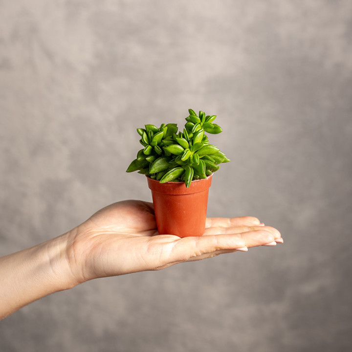 Peperomia tępolistna 'Obtipan Bicolor' | Peperomia obtusifolia