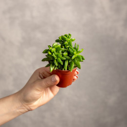 Peperomia tępolistna 'Obtipan Bicolor' | Peperomia obtusifolia