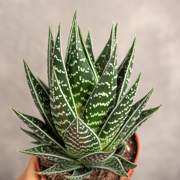 Aloes 'Tiki Tahi' | Tomaszewski