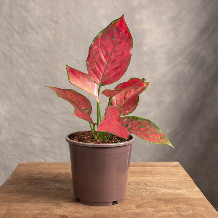 Aglonema 'Red Joy' | Tomaszewski