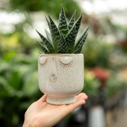 Aloes 'Tiki Tahi' | Tomaszewski