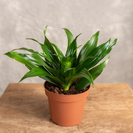 Dracena 'Compacta' Tips | Tomaszewski