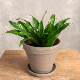 Dracena 'Compacta' Tips | Tomaszewski