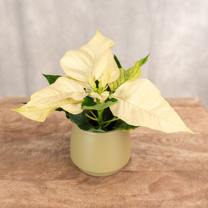 Poinsecja 'Allegra White' | Poinsecja kremowa, mini