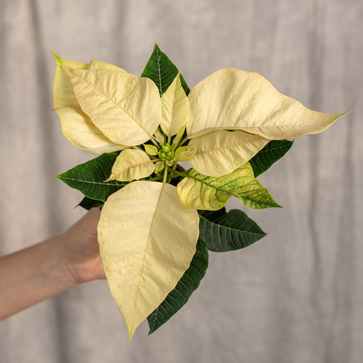 Poinsecja 'Allegra White' | Poinsecja kremowa, mini