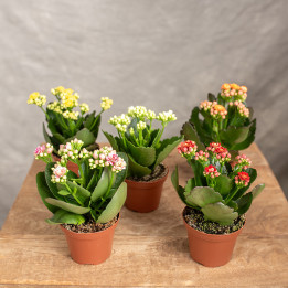 Kalanchoe MIX kolorów | Tomaszewski