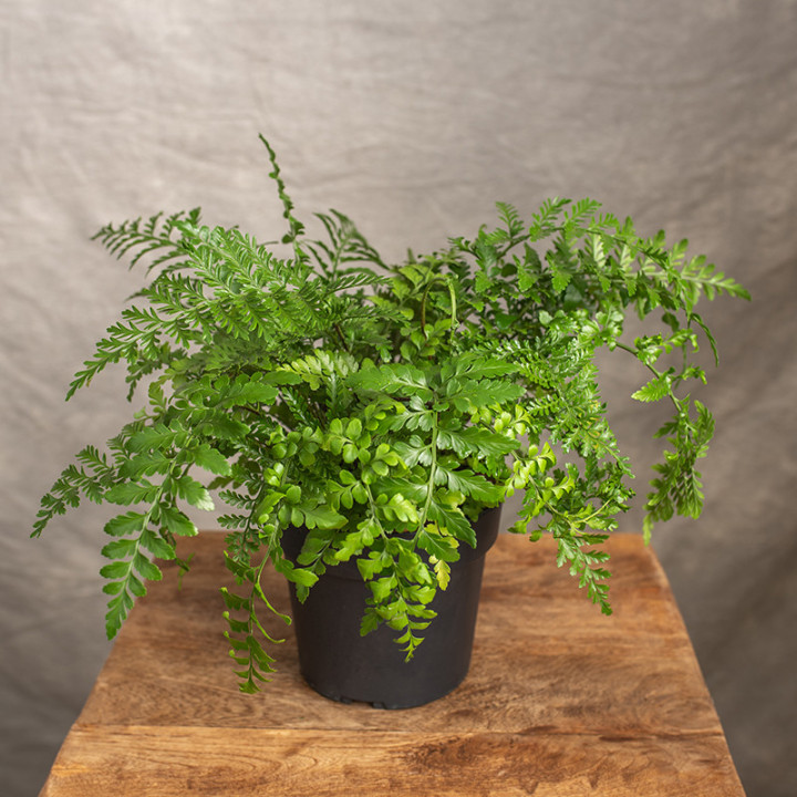 Asplenium 'Parvati' | Tomaszewski