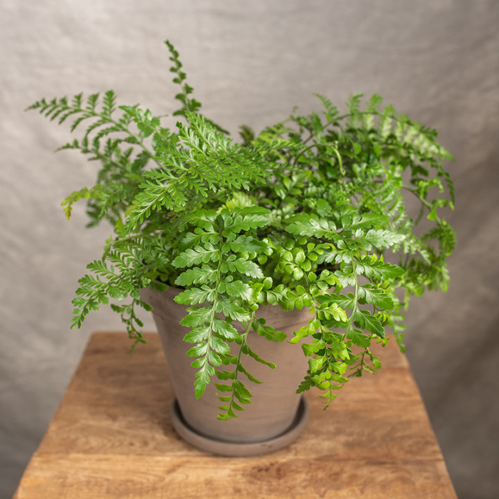 Asplenium 'Parvati' | Tomaszewski
