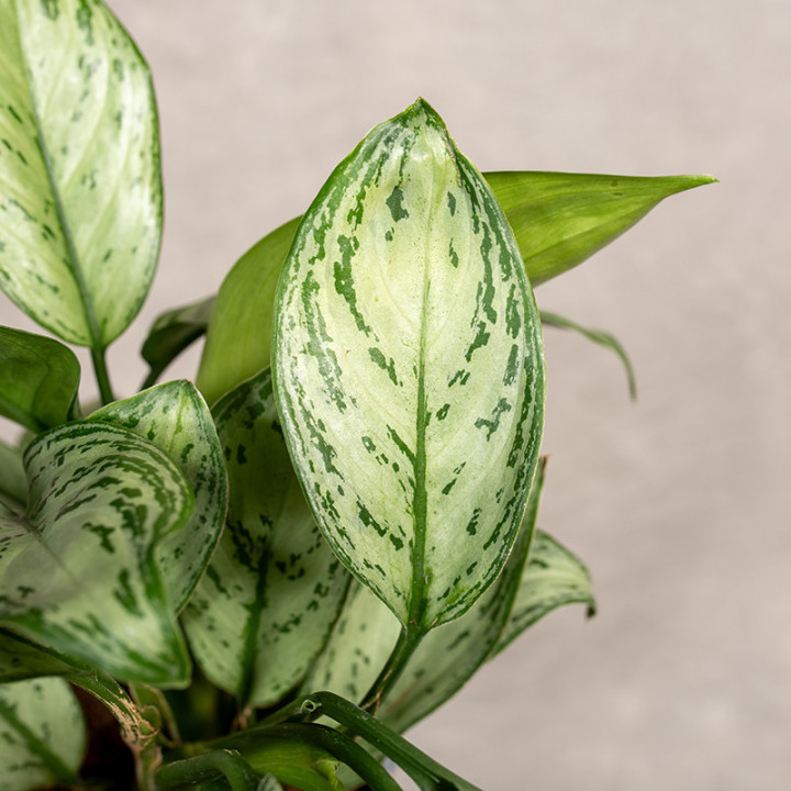 Aglonema 'Maria Christina' | Tomaszewski