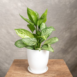 Aglonema 'Maria Christina' | Tomaszewski