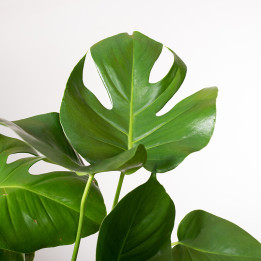Monstera na pniu | Tomaszewski