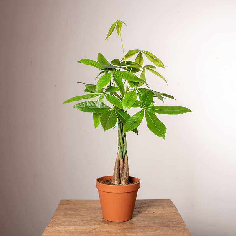 Pachira
