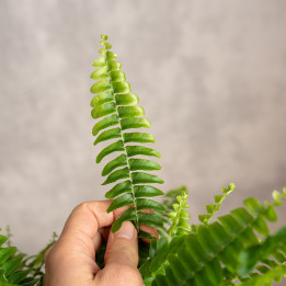 Paproć Nefrolepis 'Green Lady'