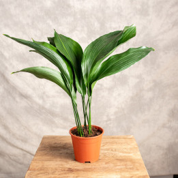 Aspidistra | Tomaszewski