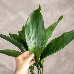 Aspidistra | Tomaszewski