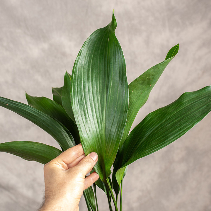 Aspidistra | Tomaszewski