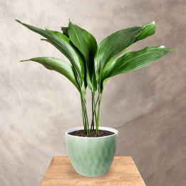 Aspidistra | Tomaszewski