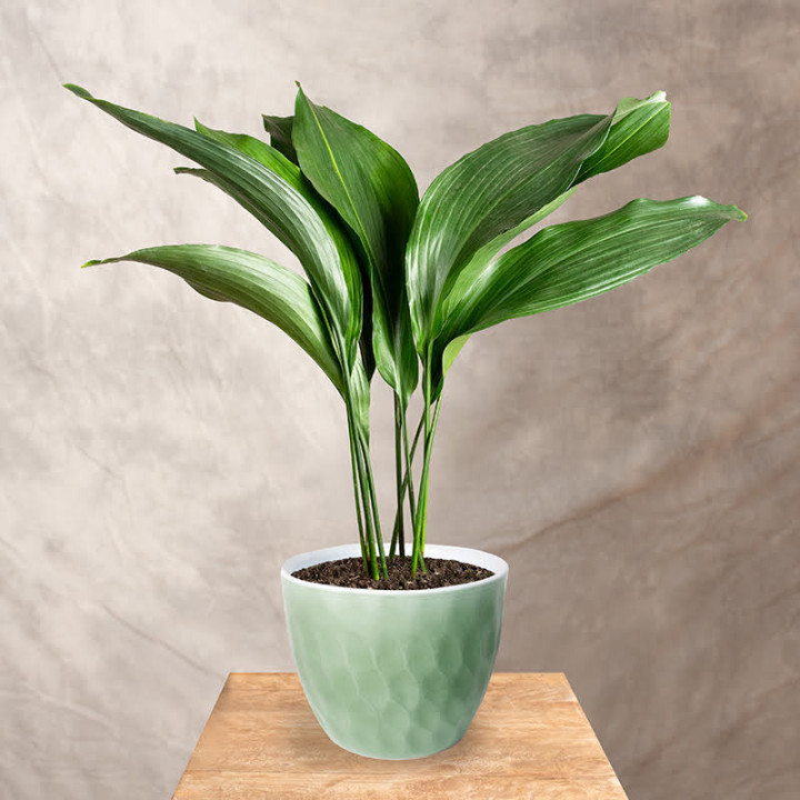 Aspidistra | Tomaszewski