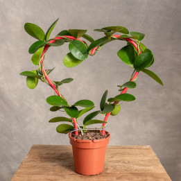 Hoja Australijska Serce | Tomaszewski