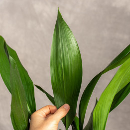 Aspidistra | Tomaszewski