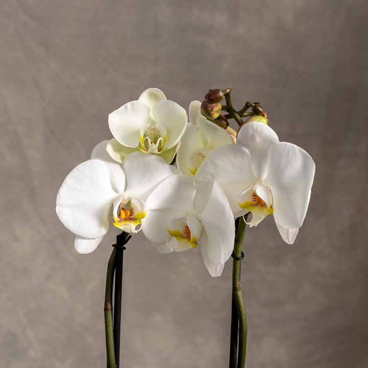 Storczyk duży | Biały | Phalaenopsis