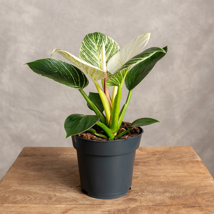 Filodendron 'Birkin' | Tomaszewski