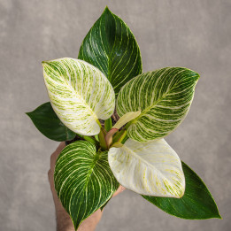 Filodendron 'Birkin' | Tomaszewski