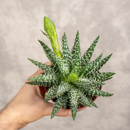 Aloes niski | Tomaszewski