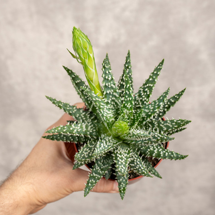 Aloes niski | Tomaszewski