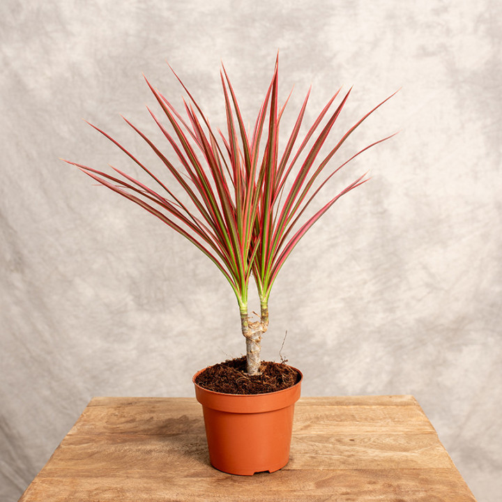 Dracena 'Colorama' | Tomaszewski