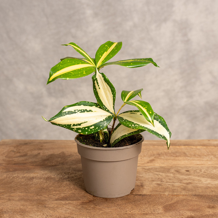 Dracena rozgałęziona 'Milky Way' | Tomaszewski