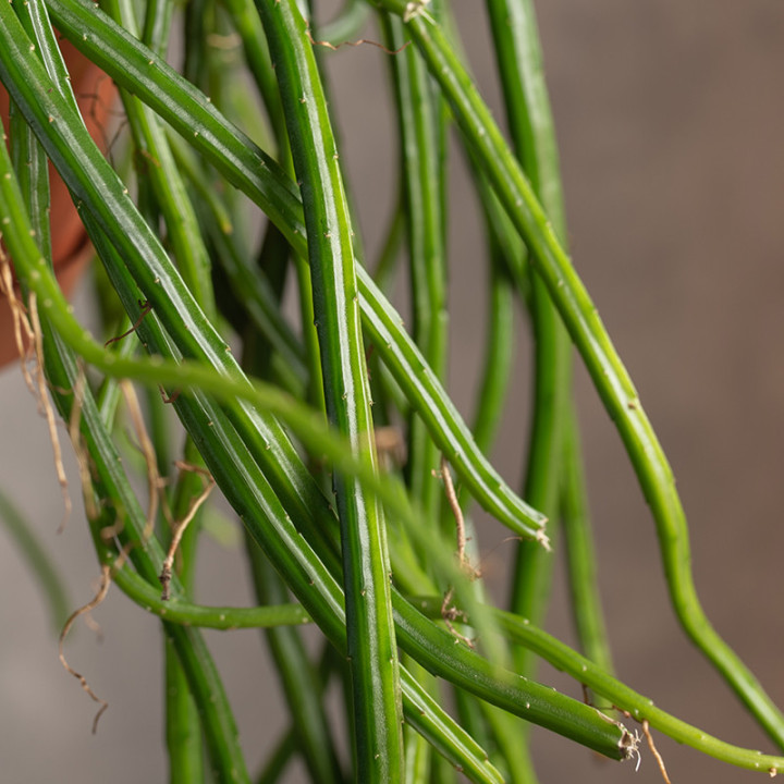 Rhipsalis Selenicereus Wercklei | Patyczak wiszący