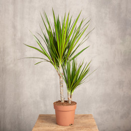 Dracena 'Green' | Tomaszewski