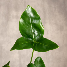 Filodendron 'Fun Bun' | Tomaszewski