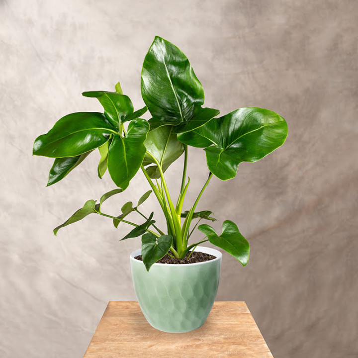 Filodendron 'Fun Bun' | Tomaszewski